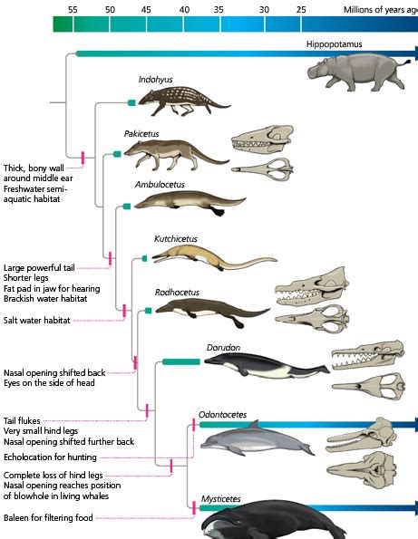 hippopotamus evolution chart.